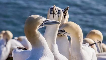 开云网页版-日本队紧密配合，打造铁军！，日本队的