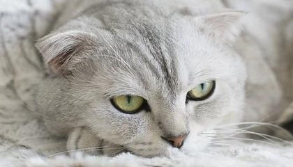 开云网页版-日本队紧密配合，打造铁军！，日本队的