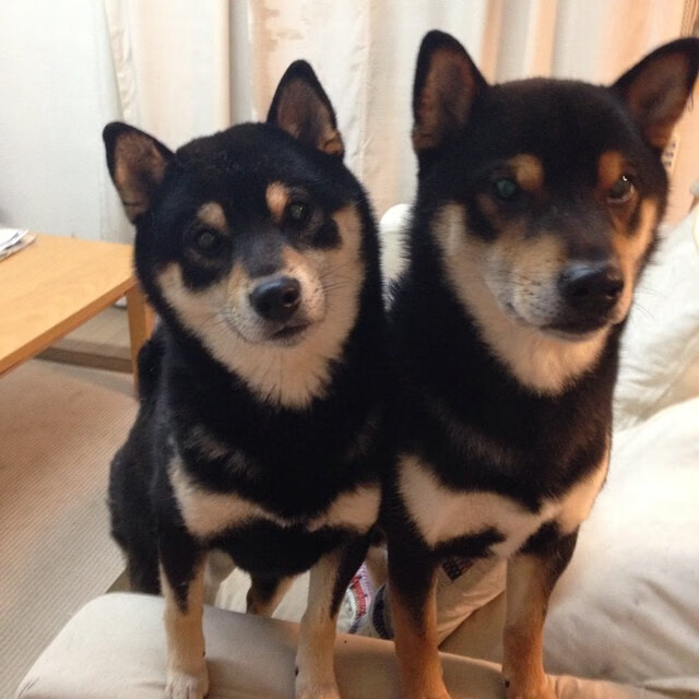 未来足球教练培养方案全面升级,专业化水平提升,足球教练的规划