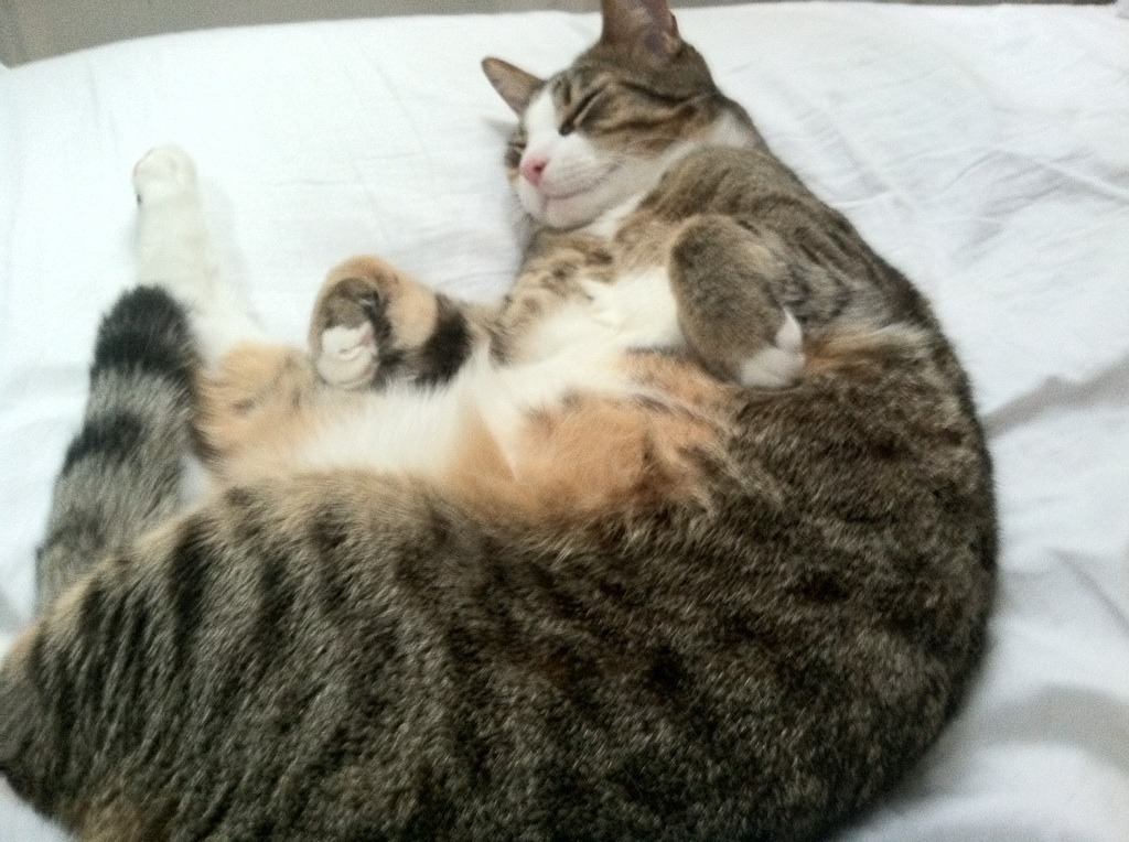 足球直播后台系统支持多机位弹性切换,足球场直播设备