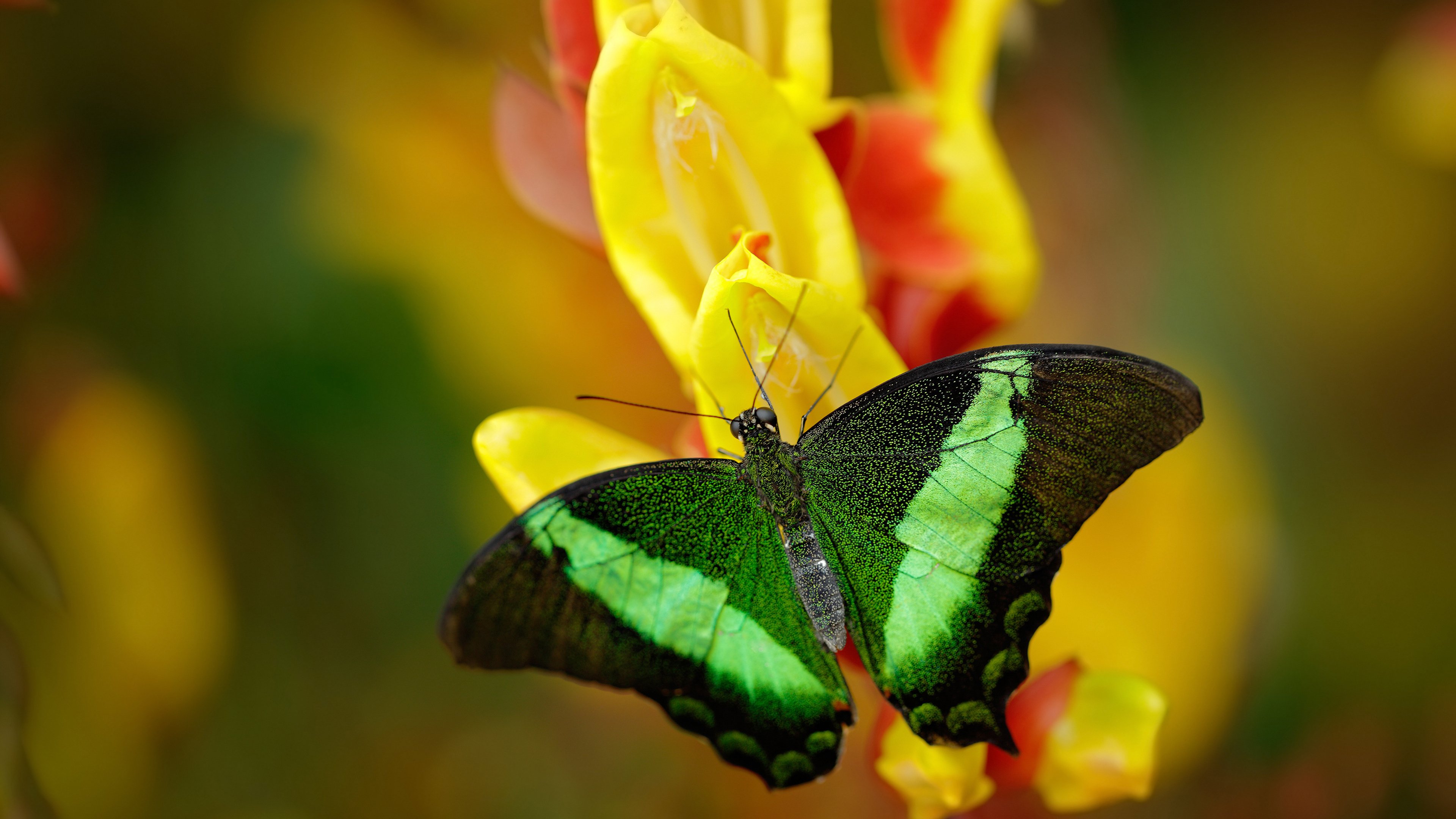 足球直播后台系统支持多机位弹性切换,足球场直播设备