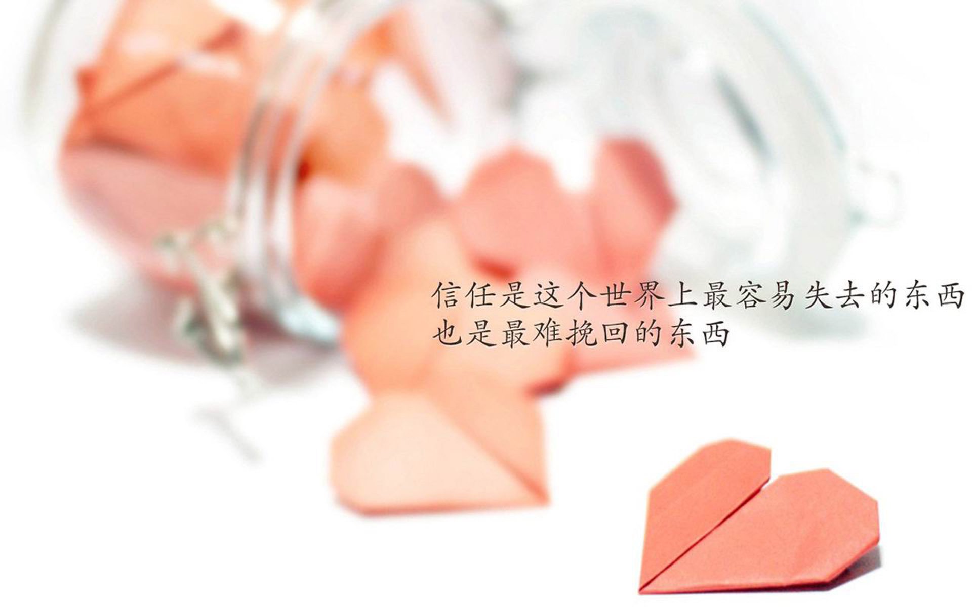 摩洛哥马术协会推出马匹健康管理系统，提升马匹福利。，摩洛哥种马