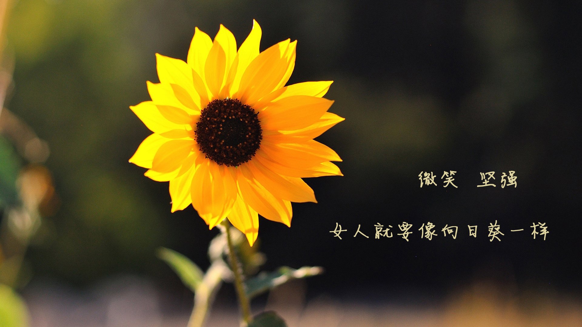 河北华夏幸福球员在场上发挥水平超过预期，河北华夏幸福球队老板