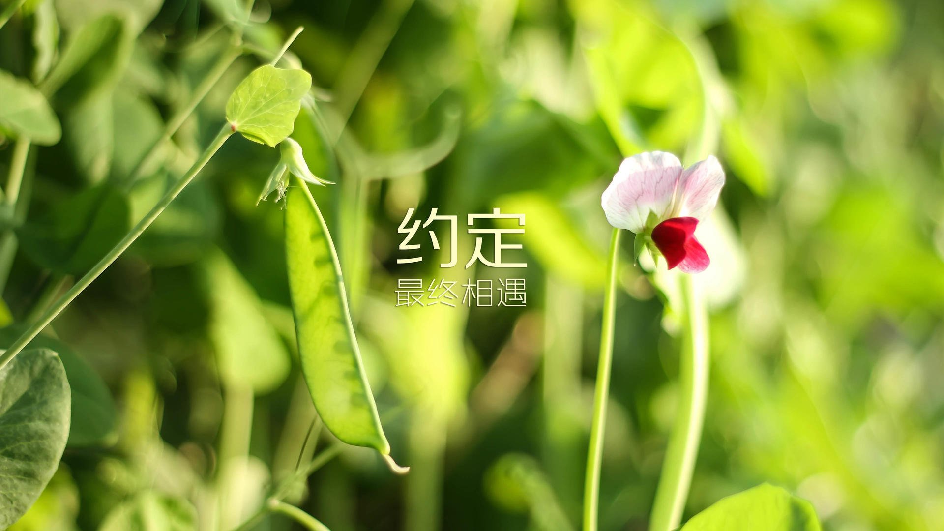 瑞典女足奋力一搏，努力进军前列，瑞典女足首发名单