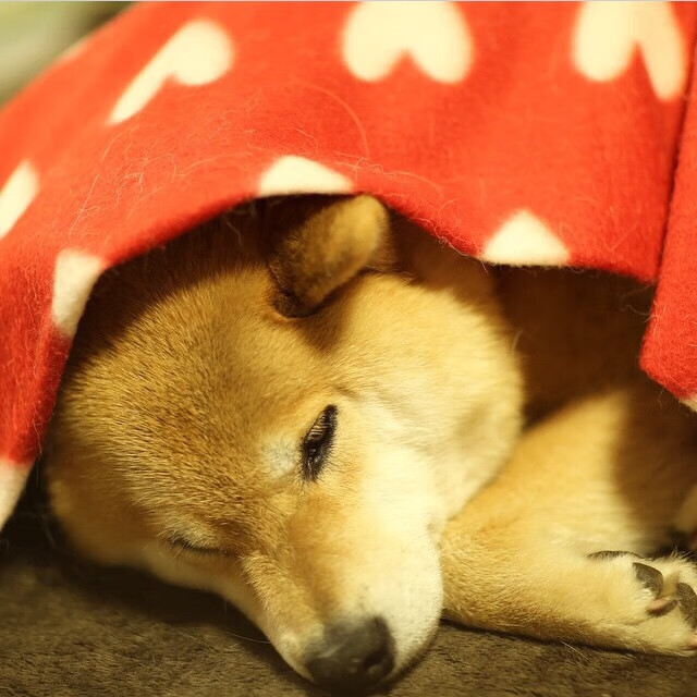 新加坡队的未来:如何通过科技创新提升训练和比赛效率,新加坡战队