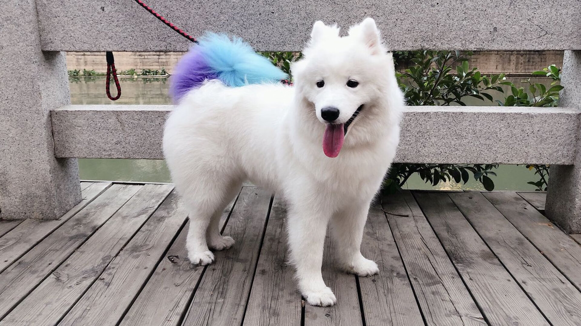 本菲卡中场新星表现出色,引发关注,本菲卡比赛视频