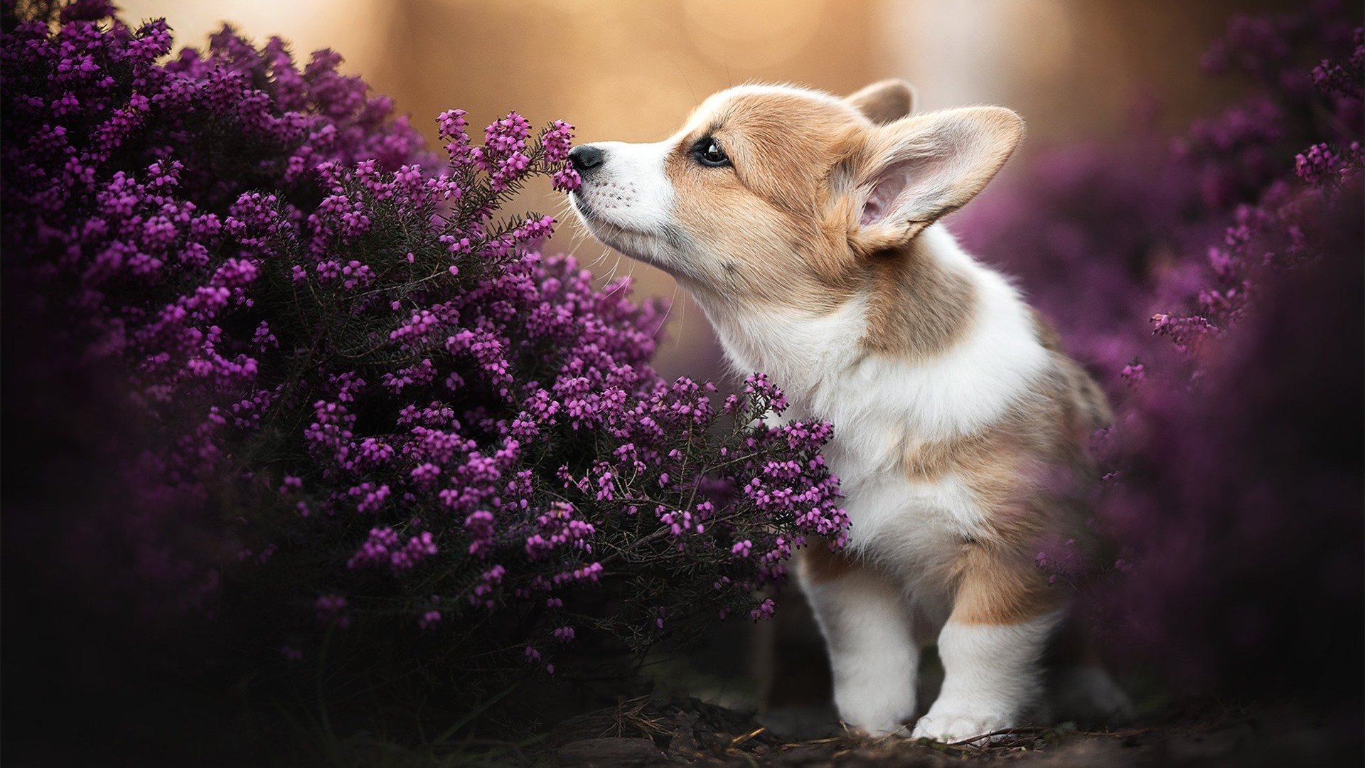 中国足球俱乐部推进多元文化交流平台建设，中国足球产业与文化发展报告