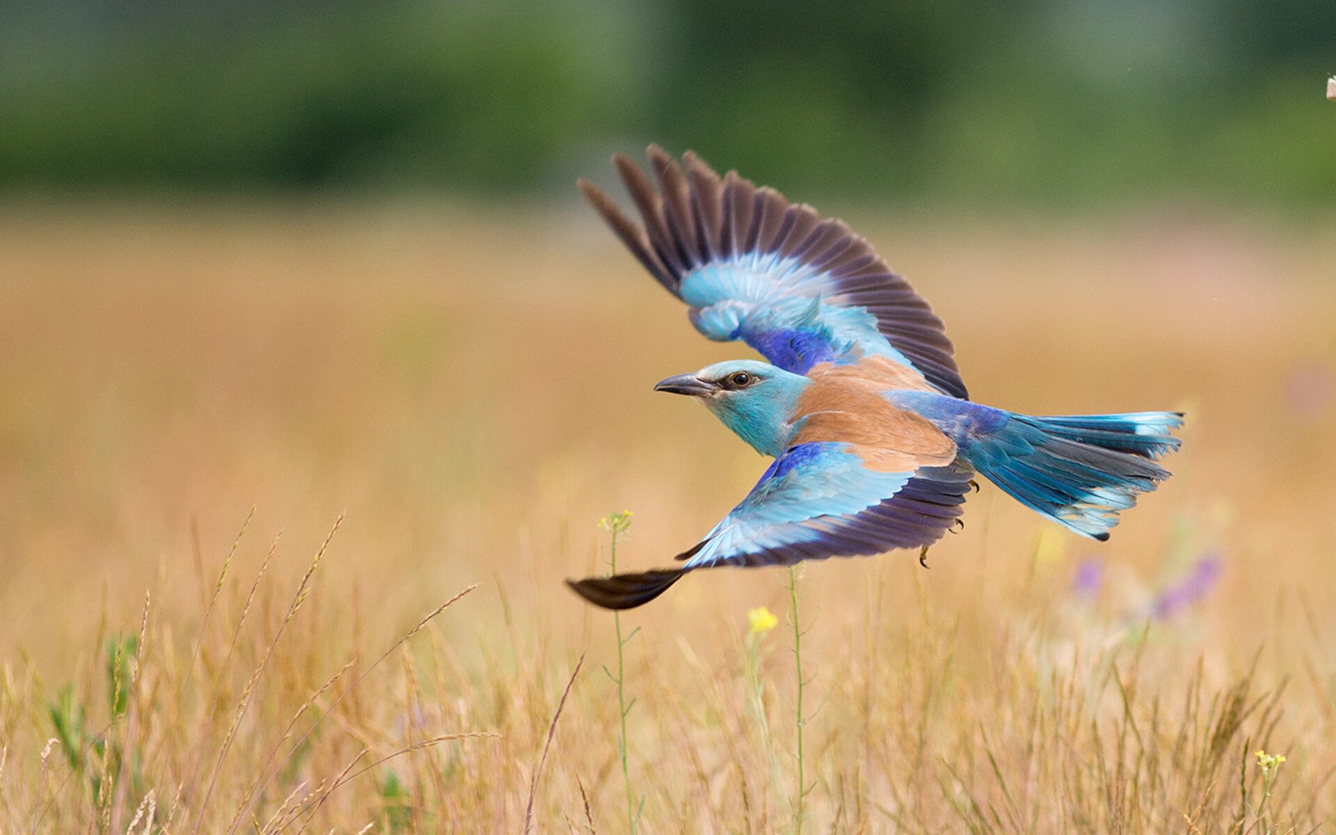 体育媒体深度介入训练报道增强外界了解透明度,体育媒介融合
