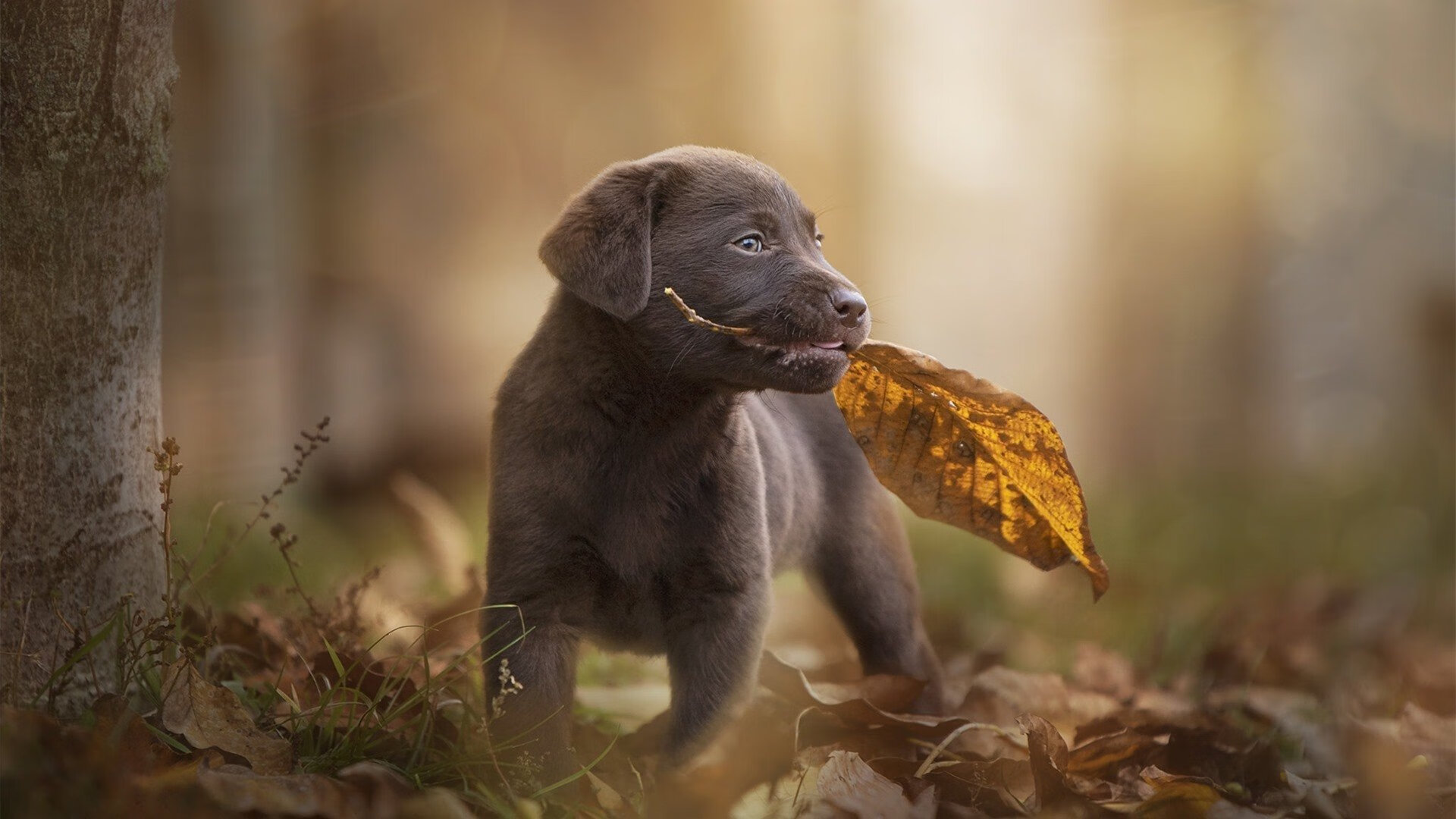 女子英格兰队挑战传统力量,英国女王英格兰队