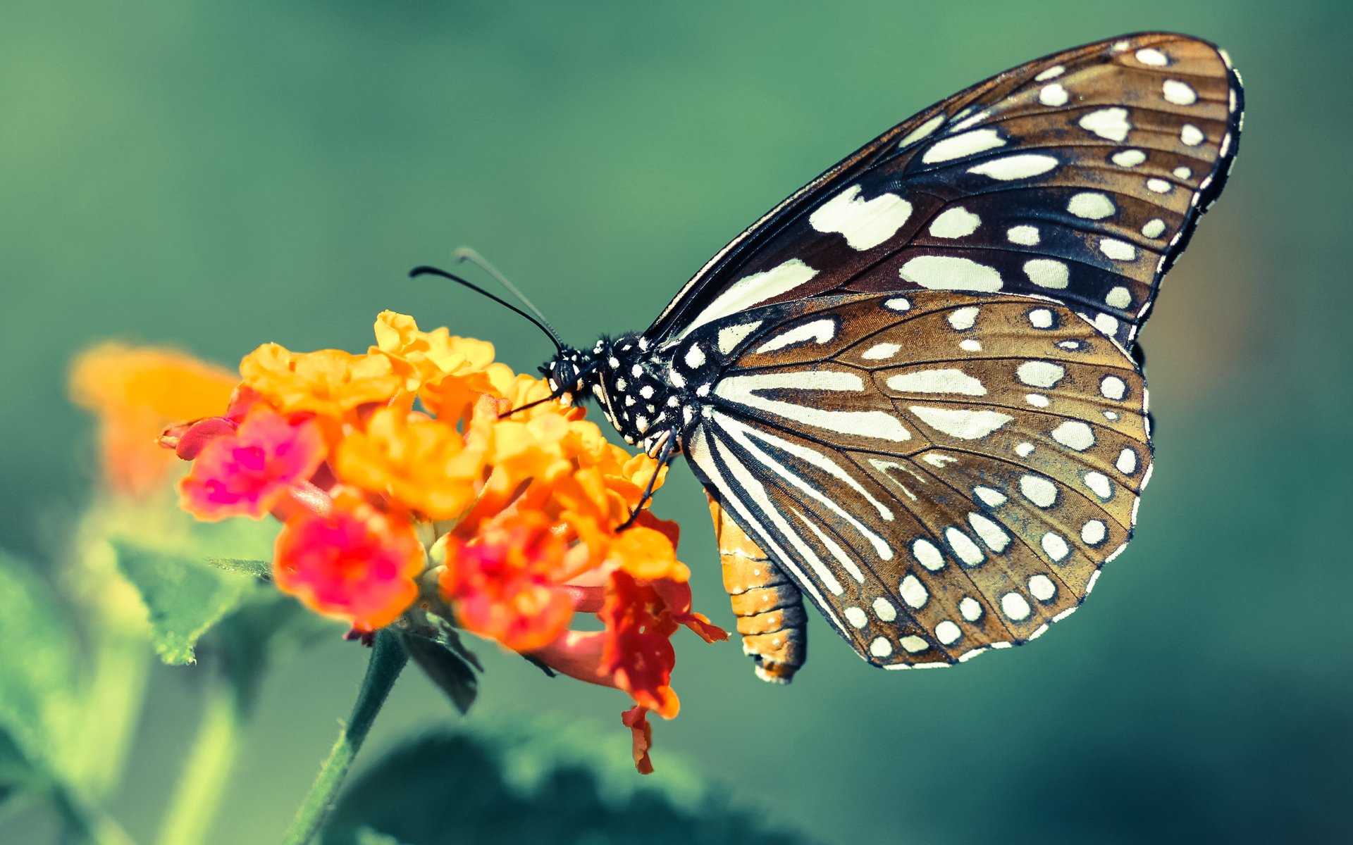 平台上线战术互动模块球迷可模拟排兵布阵提升参与体验,足球战术模拟