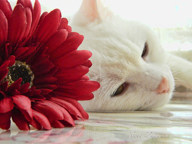 格鲁吉亚女篮在欧洲锦标赛中实力爆发,迈向国际舞台,格鲁吉亚女子联赛