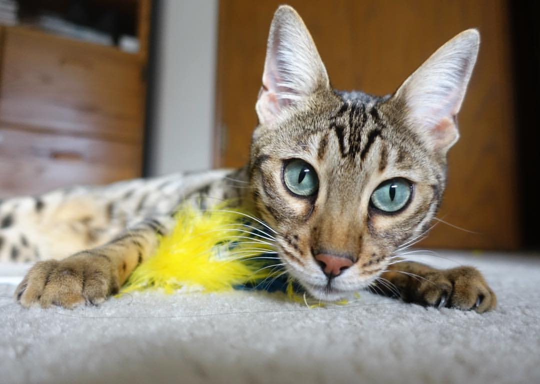 开云官方-比利时男篮在欧洲预赛中全力以赴，冲击奥运席位，比利时男篮3v3