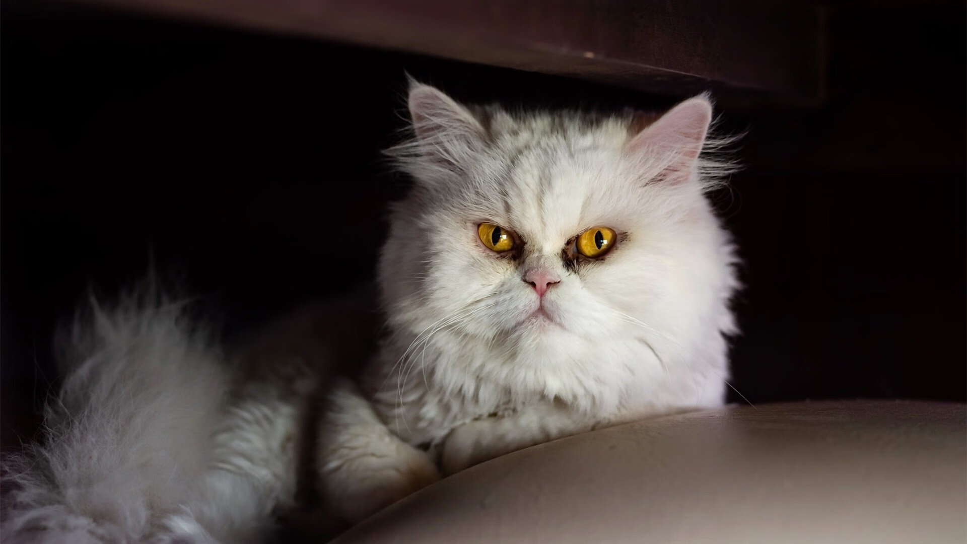 开云网站-水球比赛摩纳哥女队拼搏精神可嘉，摩纳哥女子篮球