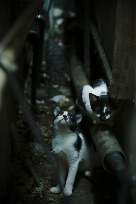 美洲杯精妙配合:团队默契令人震惊,美洲杯参赛队