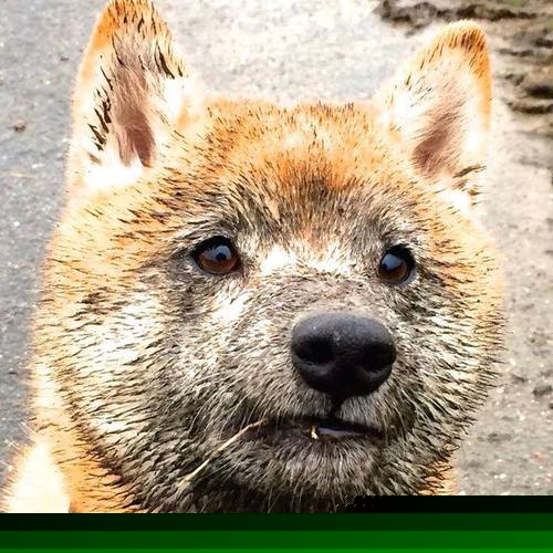 英超疯狂反击:速度与力量的极致演绎,英超 速度